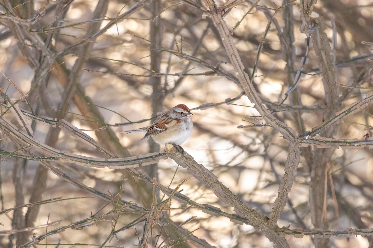 American Tree Sparrow - ML646548323