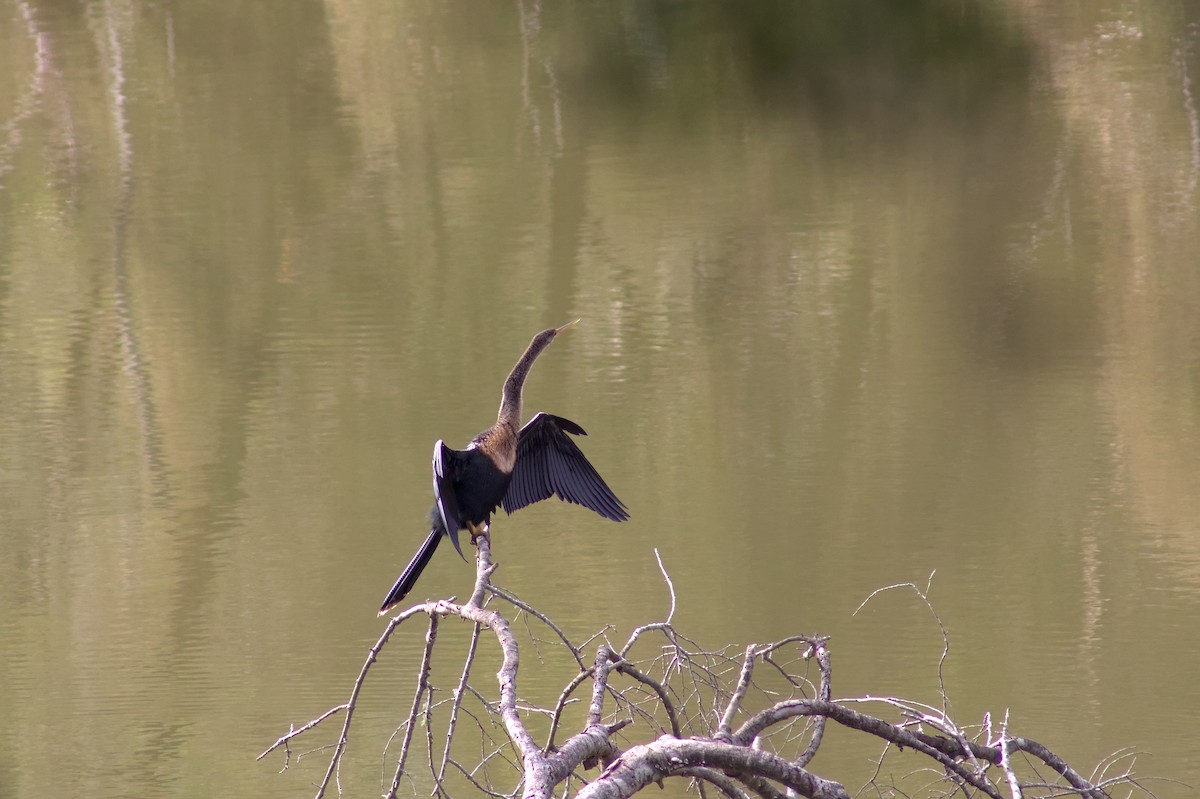 Amerika-Schlangenhalsvogel - ML646548324