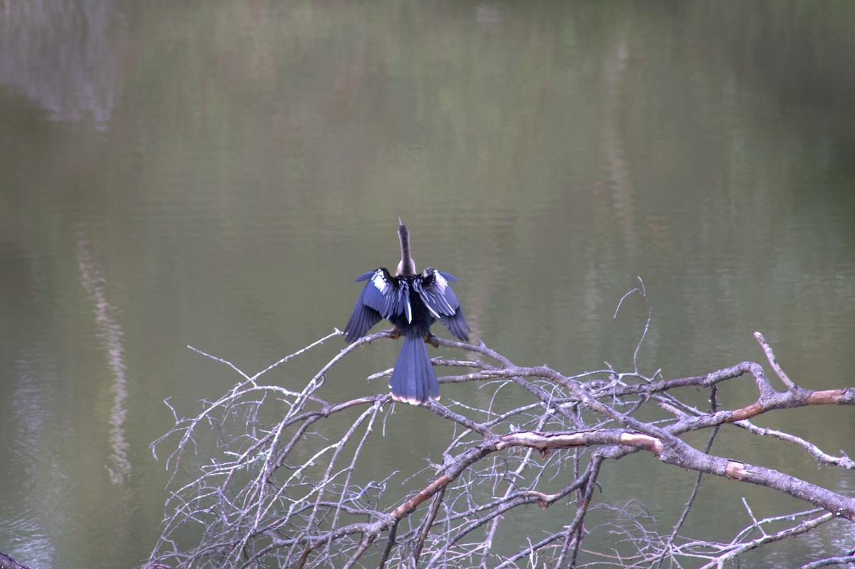 Amerika-Schlangenhalsvogel - ML646548325