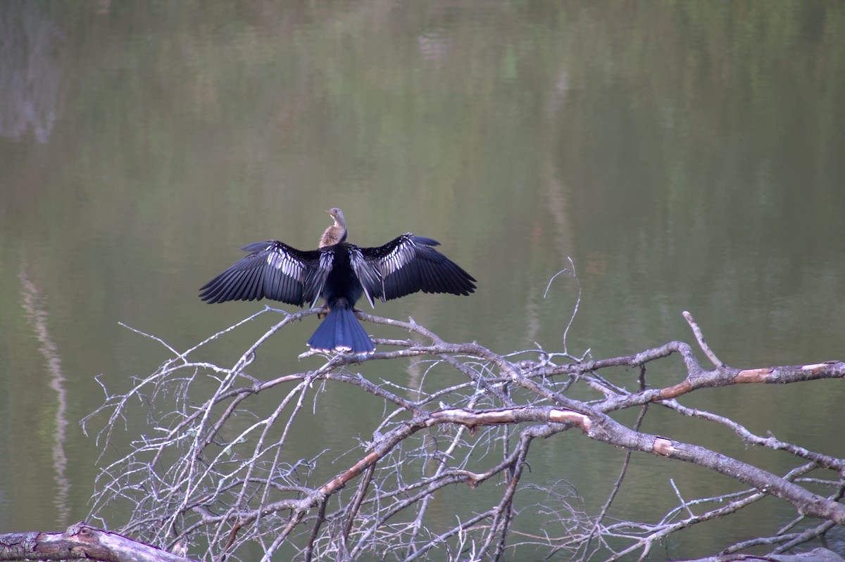 Amerika-Schlangenhalsvogel - ML646548326