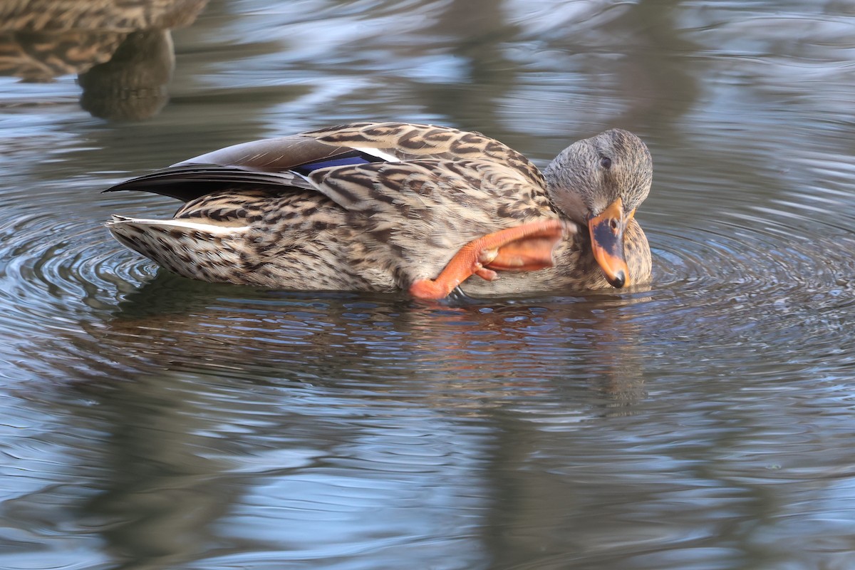 Mallard - ML646548327