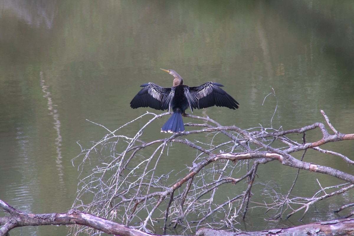Amerika-Schlangenhalsvogel - ML646548328