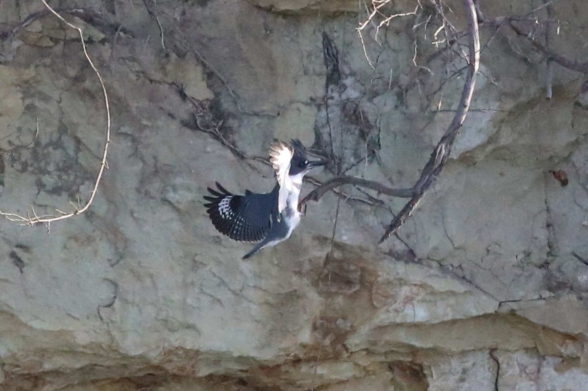 Belted Kingfisher - ML646548331