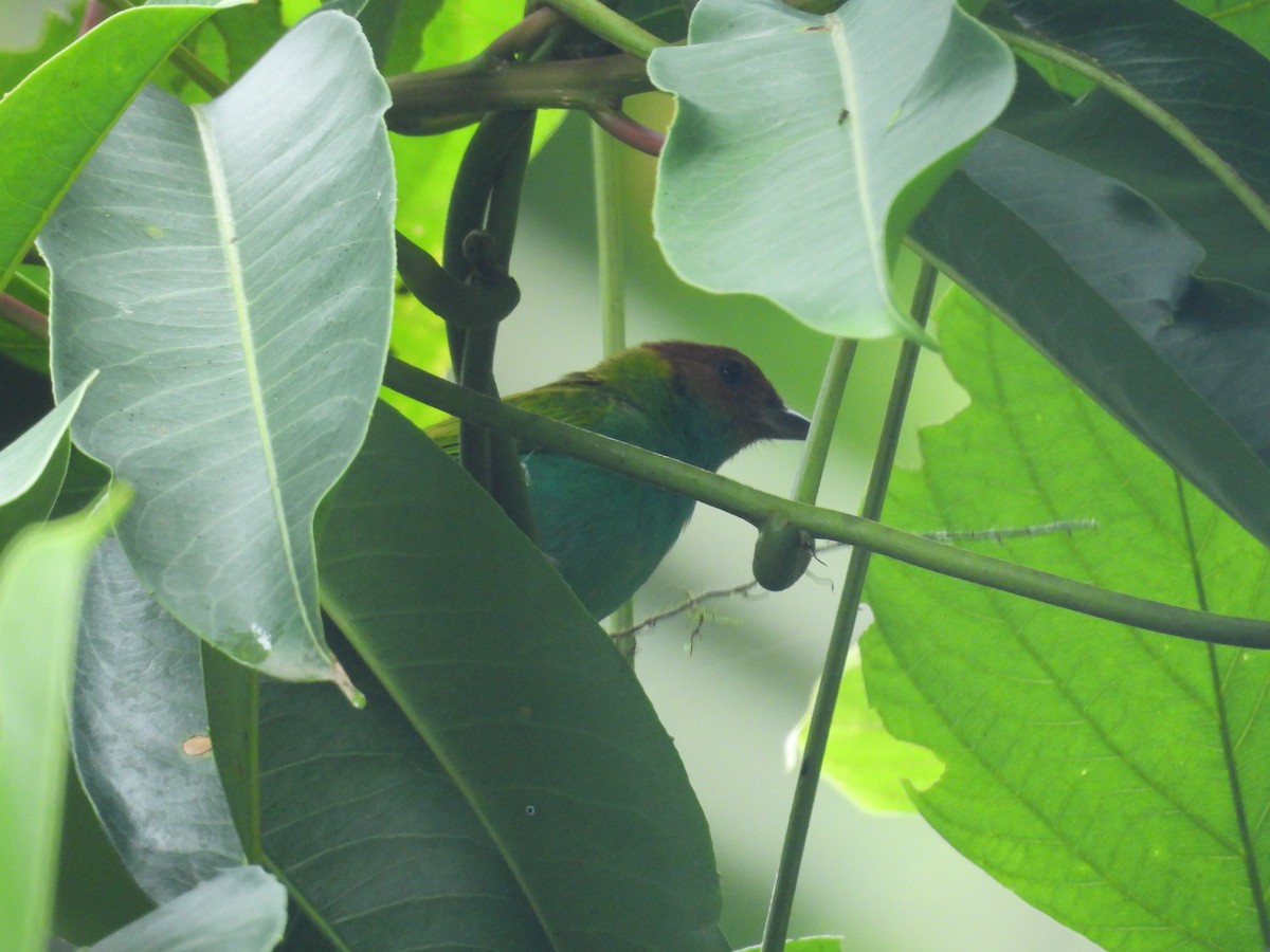 Calliste rouverdin - ML646548335