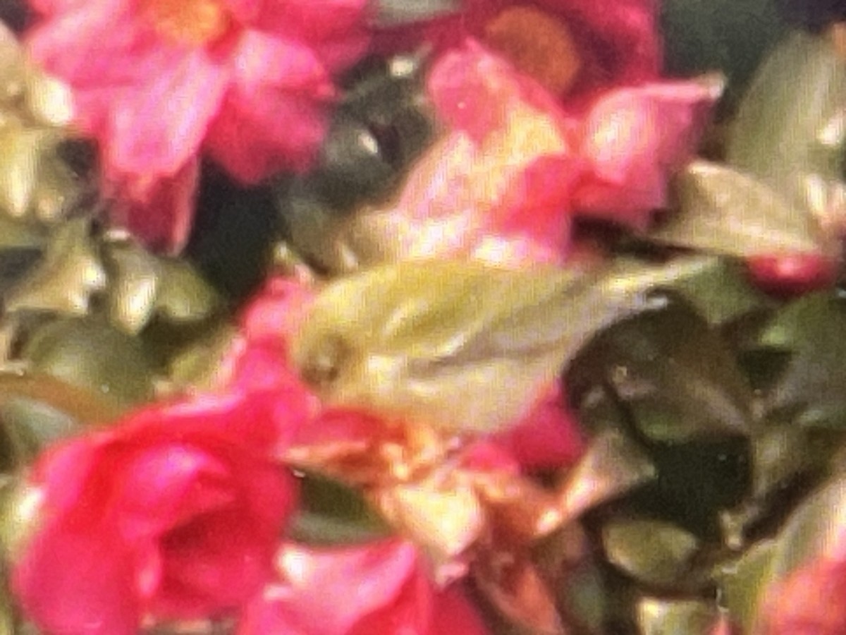 Tennessee Warbler - ML646548336