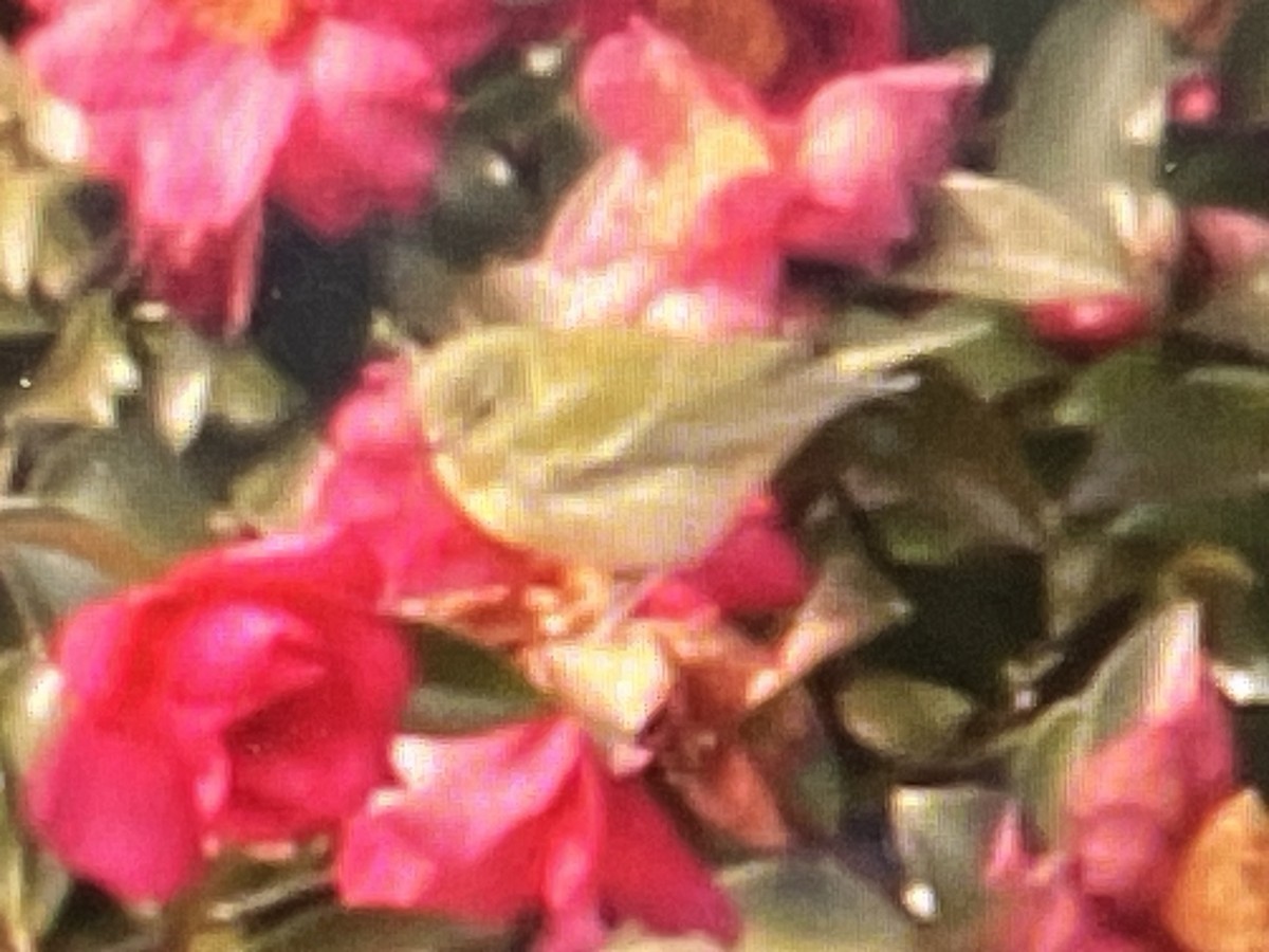 Tennessee Warbler - ML646548337