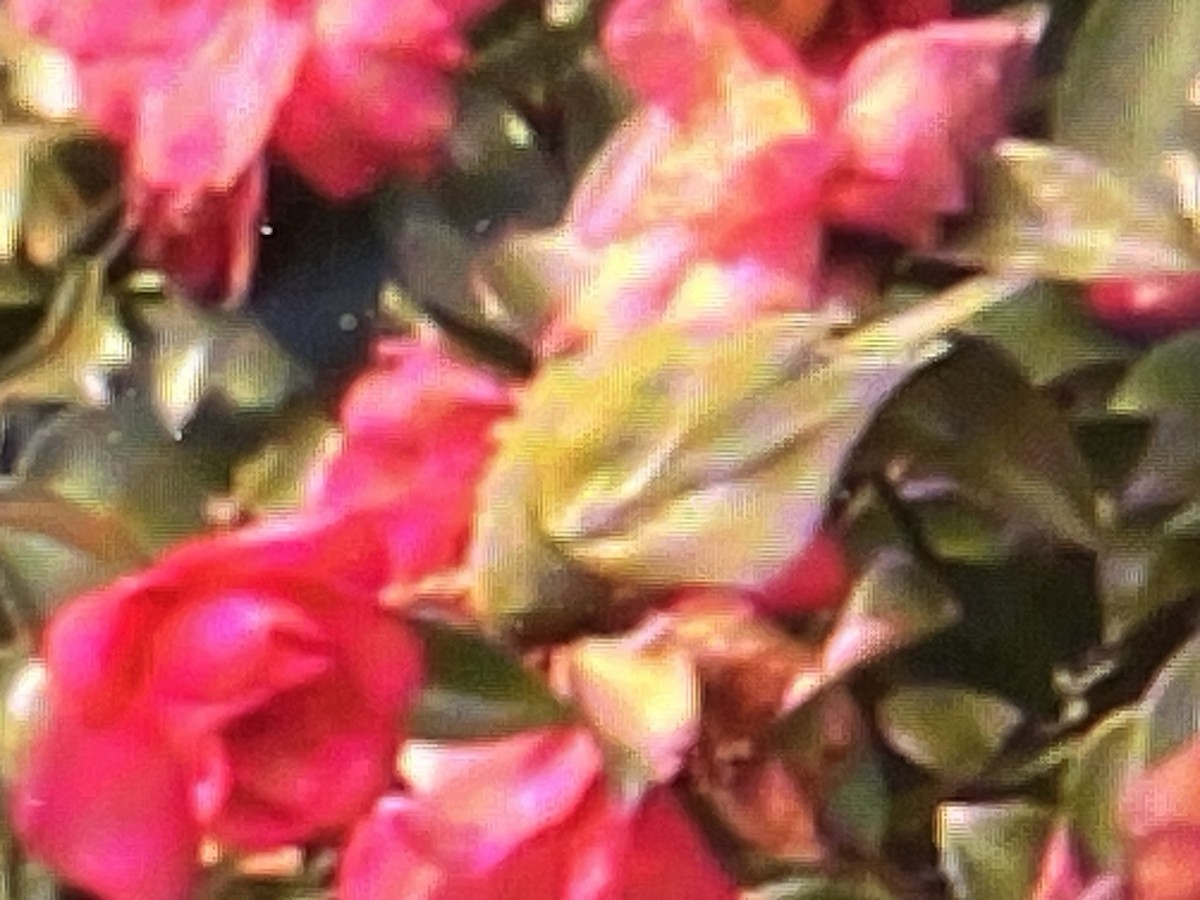 Tennessee Warbler - ML646548338