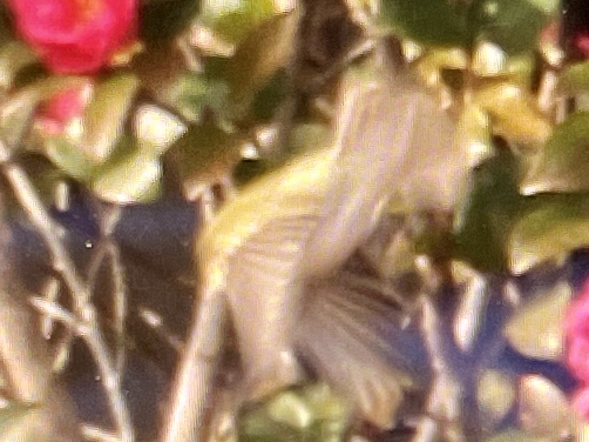 Tennessee Warbler - ML646548339