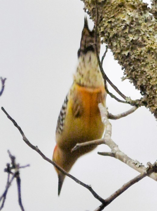 Red-bellied Woodpecker - ML646548340