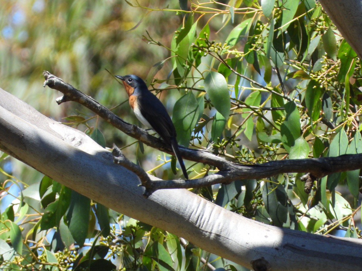 Satin Flycatcher - ML646548343
