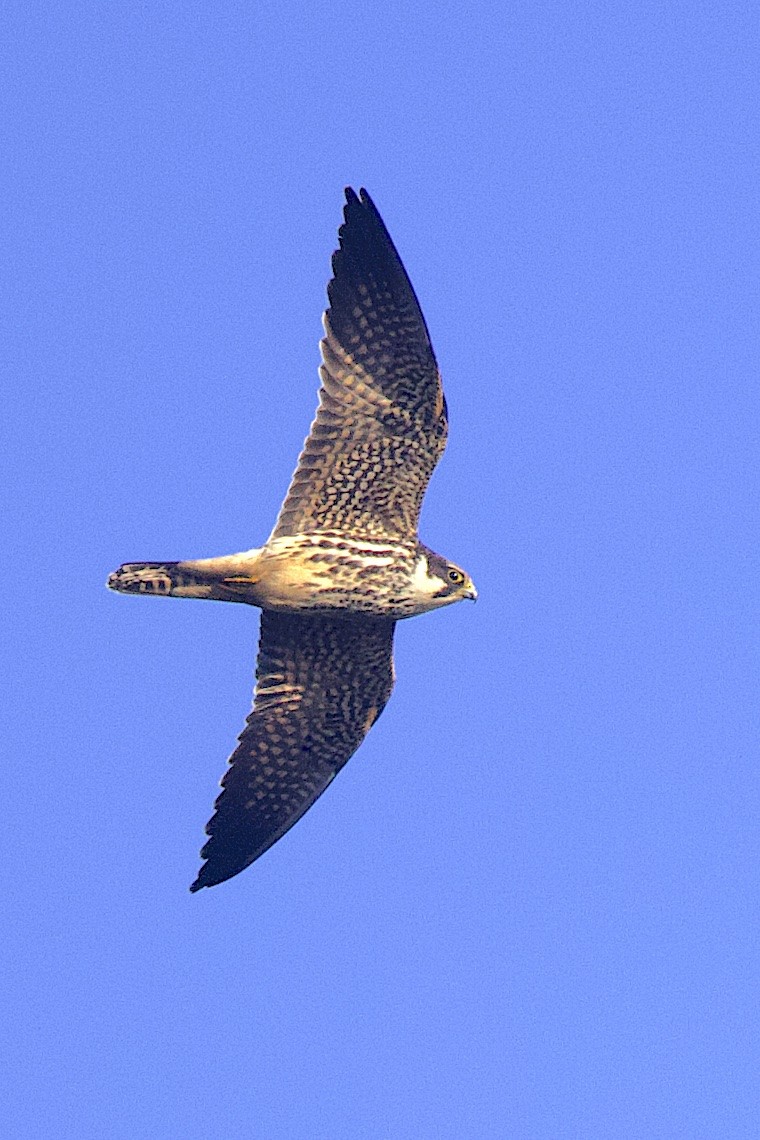 Eurasian Hobby - ML646548344