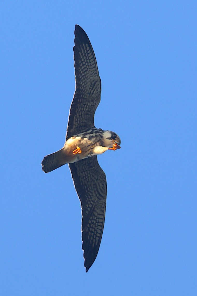 Amur Falcon - ML646548345
