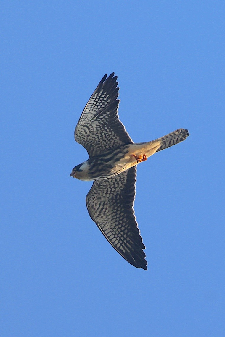 Amur Falcon - ML646548347