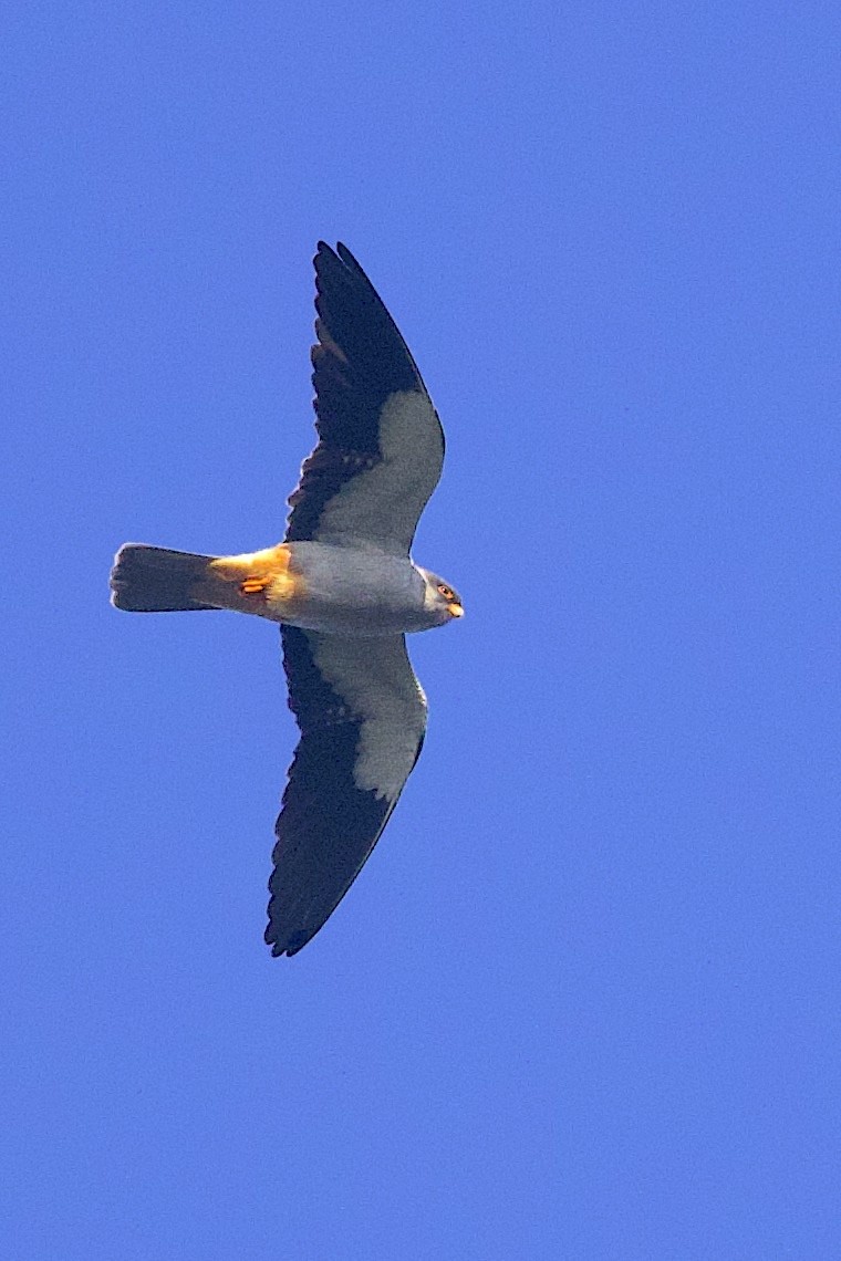 Amur Falcon - ML646548348