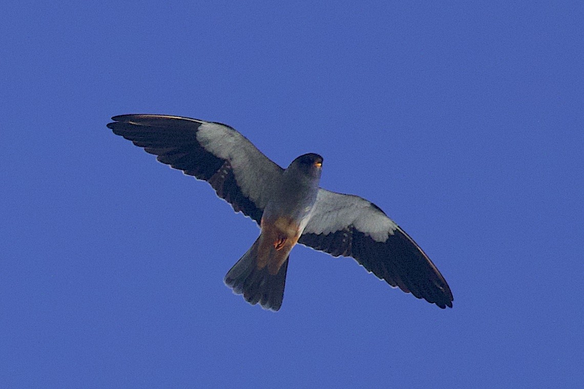 Amur Falcon - ML646548349