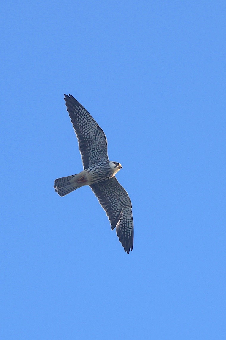Amur Falcon - ML646548350
