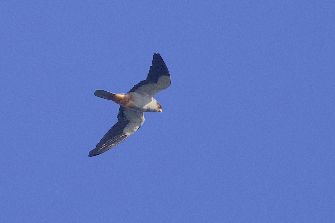 Amur Falcon - ML646548351