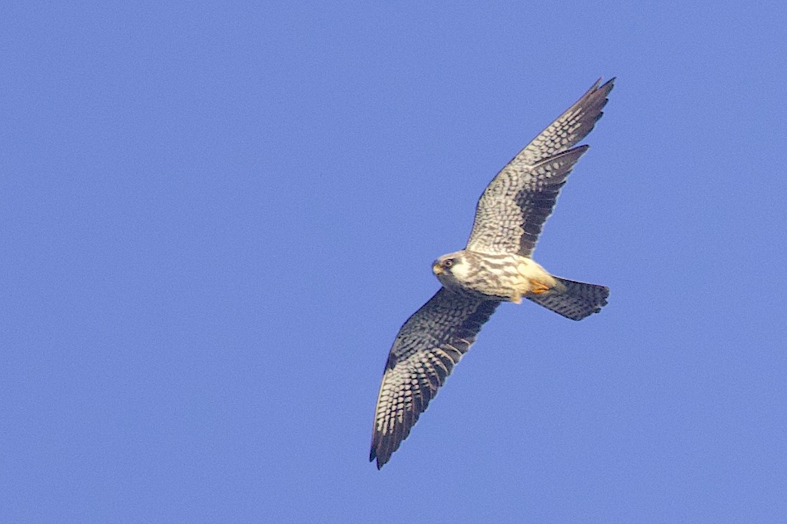 Amur Falcon - ML646548352