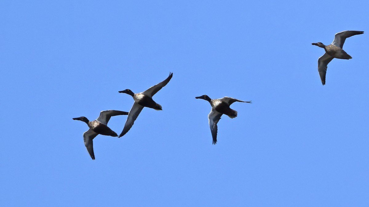 מרית צפונית - ML646548353