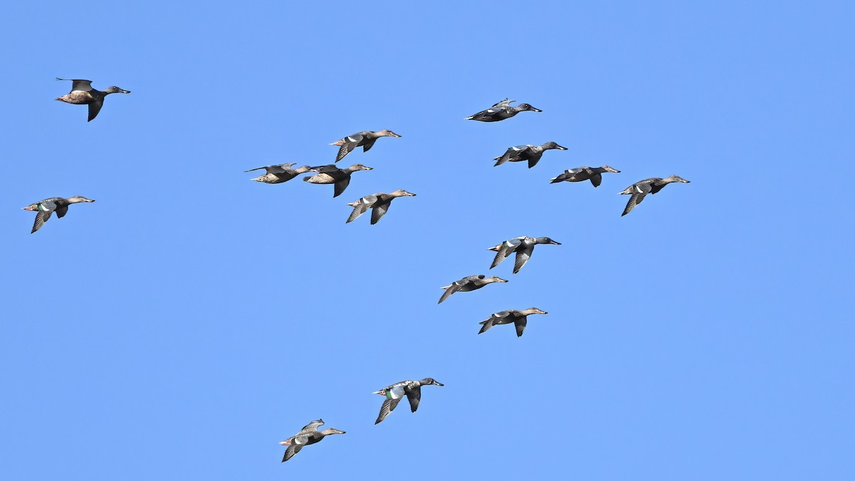 מרית צפונית - ML646548354