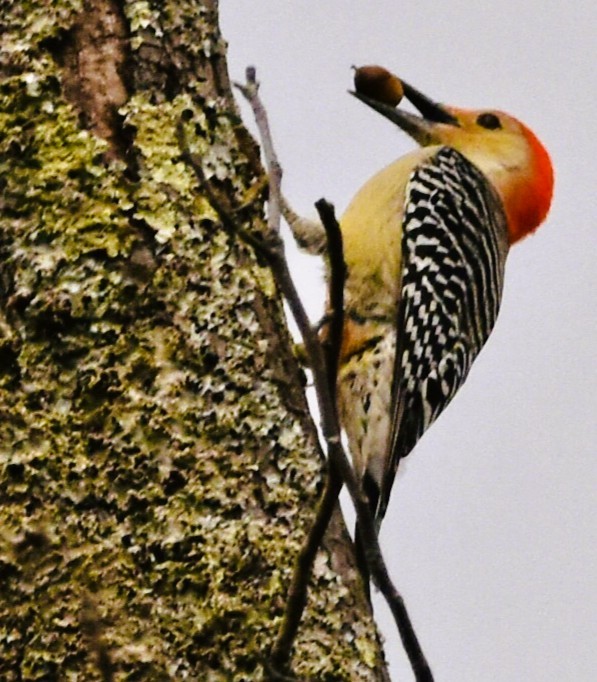 Red-bellied Woodpecker - ML646548355