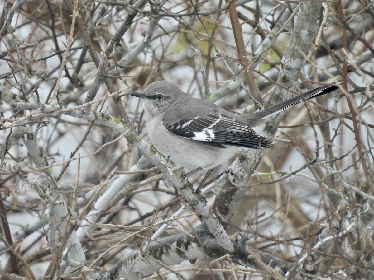Northern Mockingbird - ML646548356