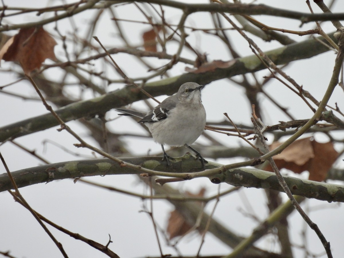 Northern Mockingbird - ML646548357