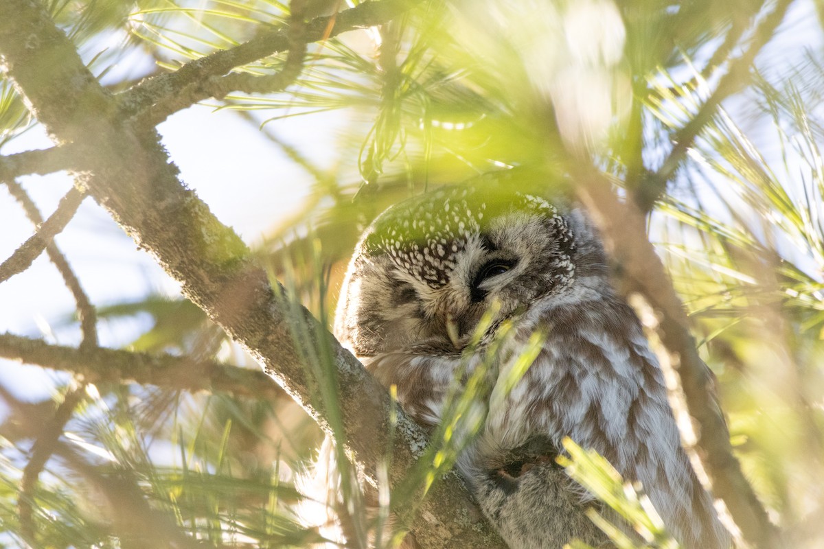 Boreal Owl - ML646548358