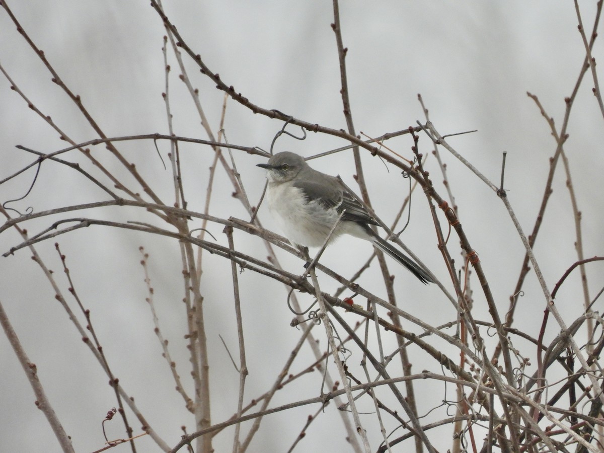 Northern Mockingbird - ML646548359