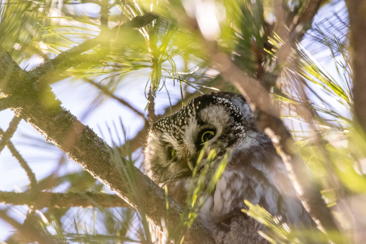 Boreal Owl - ML646548360