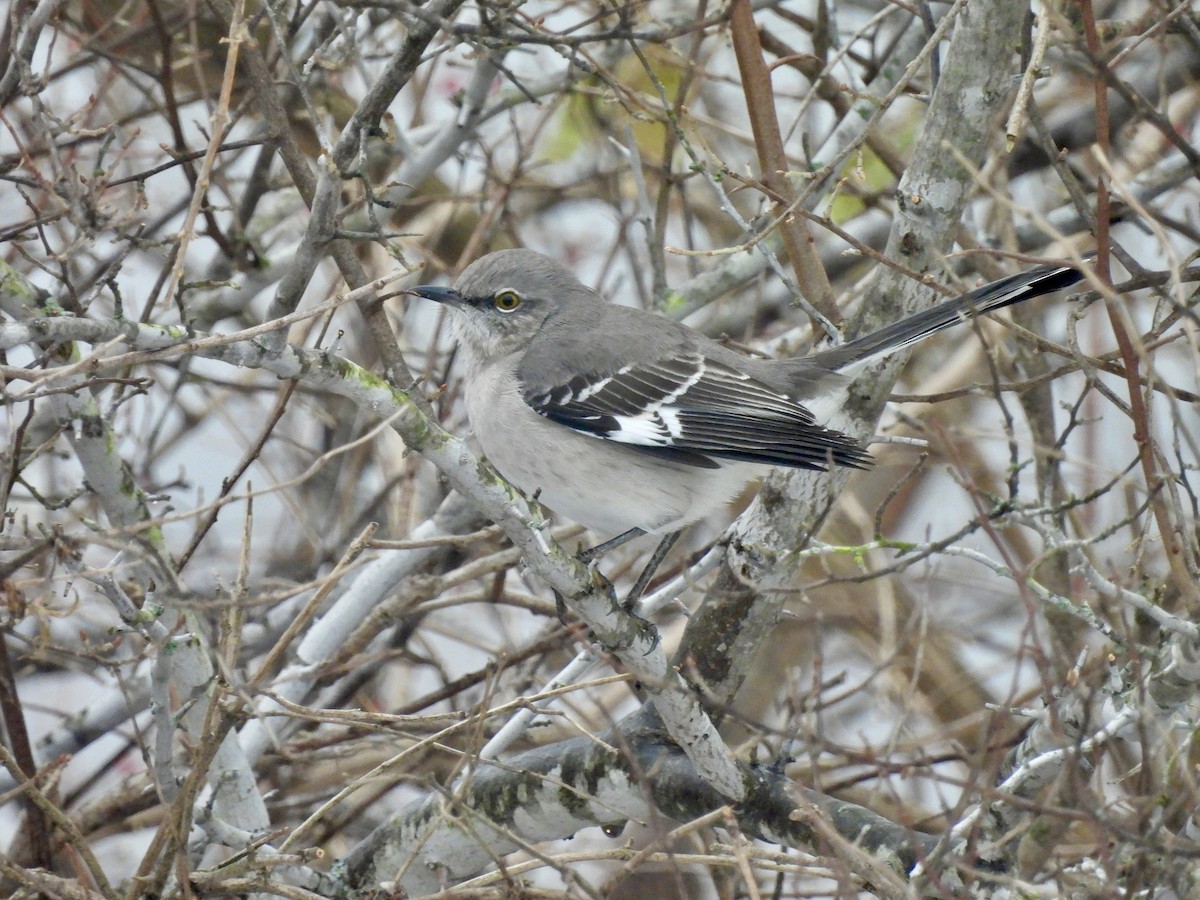Northern Mockingbird - ML646548362