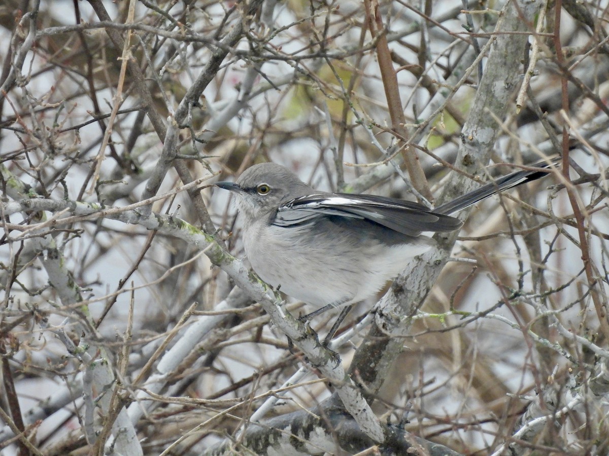Northern Mockingbird - ML646548363
