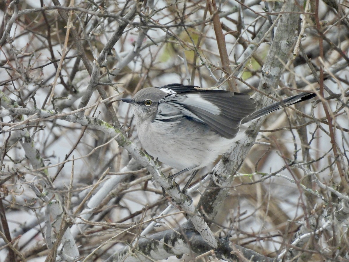Northern Mockingbird - ML646548364