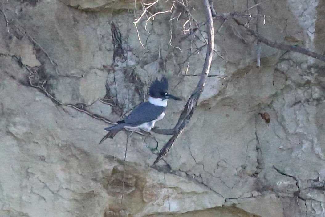 Belted Kingfisher - ML646548365