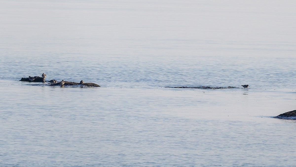 Purple Sandpiper - ML646548371