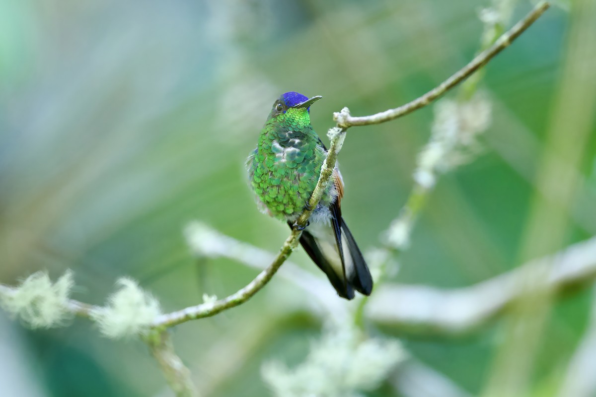 Blue-capped Hummingbird - ML646548375