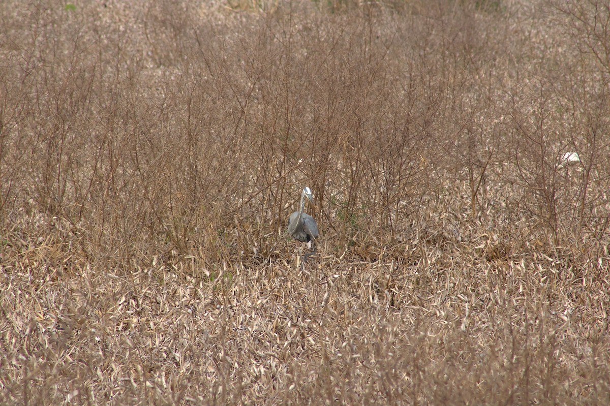 Kanadareiher - ML646548377