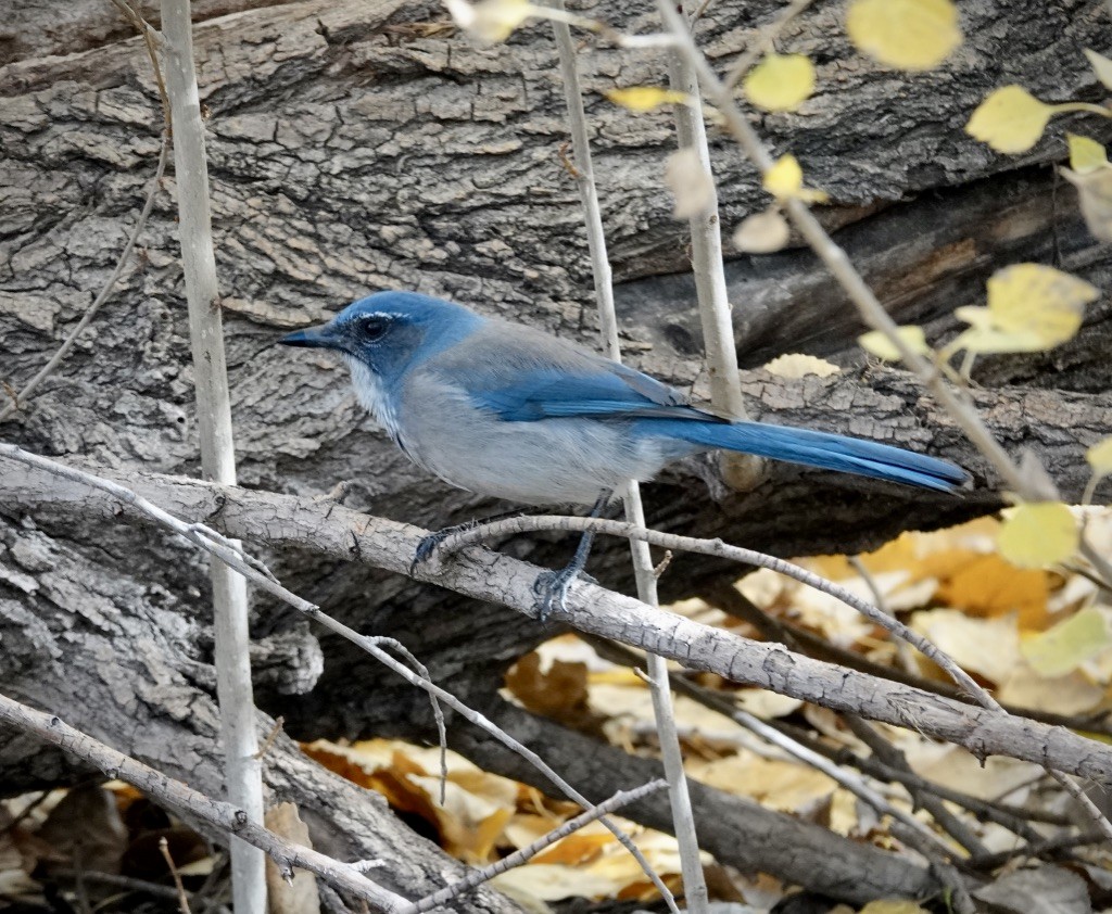Woodhouse's Scrub-Jay (Woodhouse's) - ML646548380