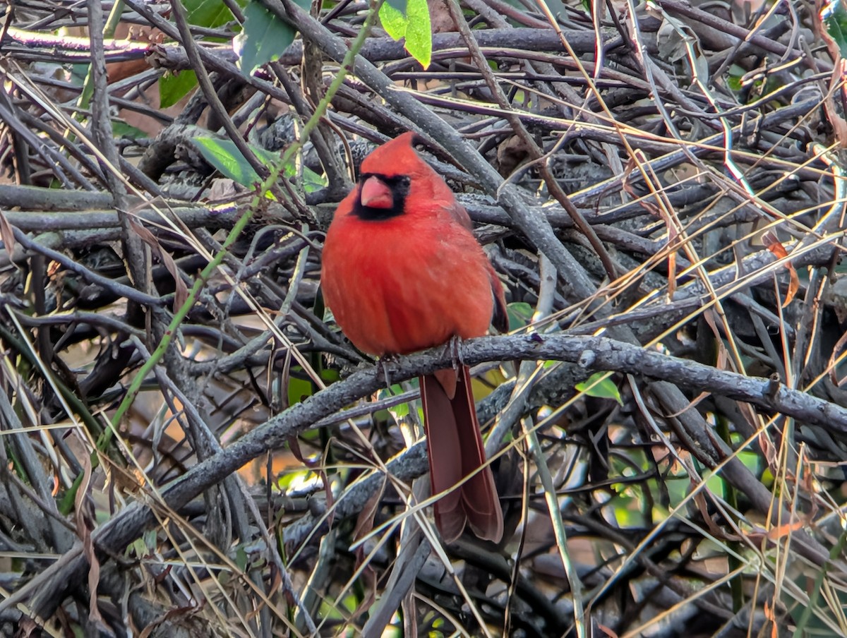Northern Cardinal - ML646548381
