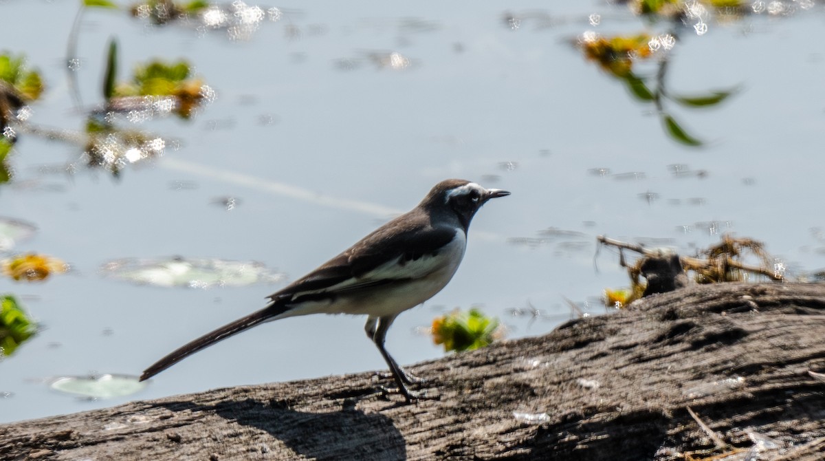 White-browed Wagtail - ML646548383