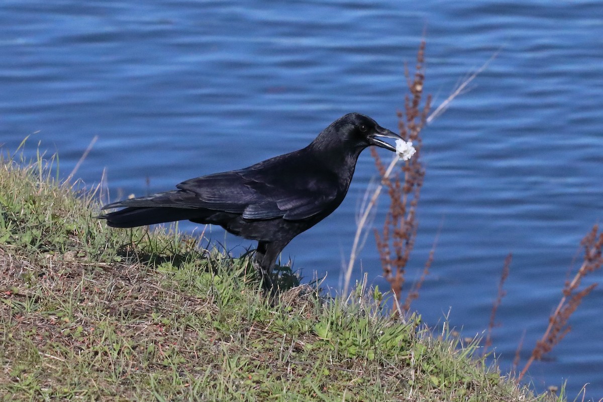 American Crow - ML646548384
