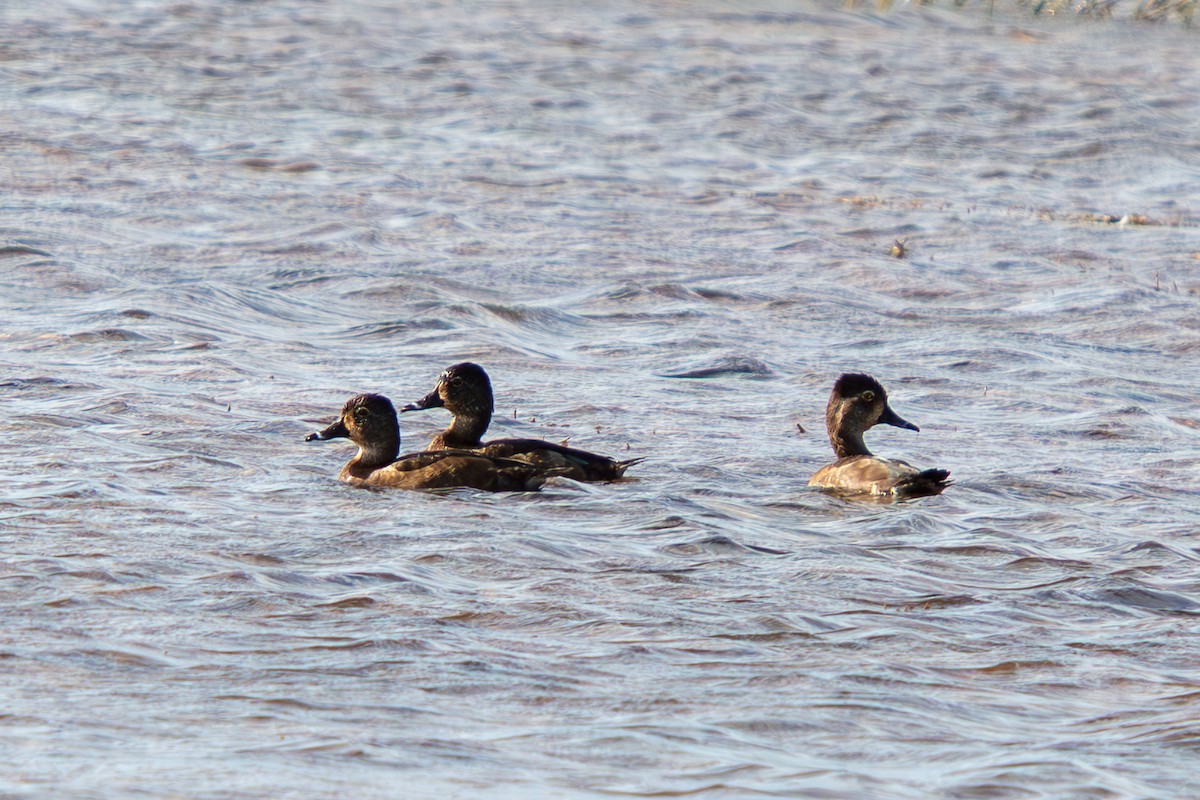 Ring-necked Duck - ML646548385