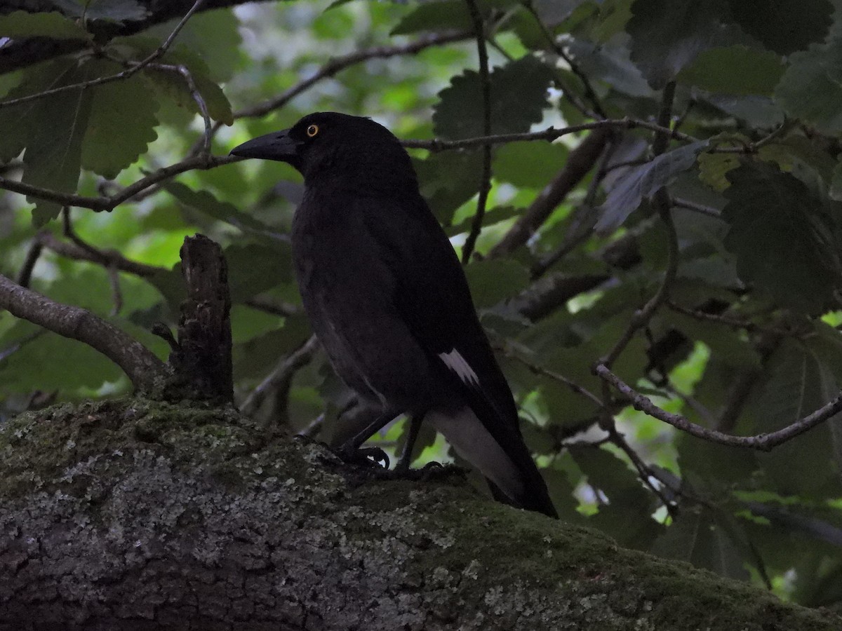 Pied Currawong - ML646548386