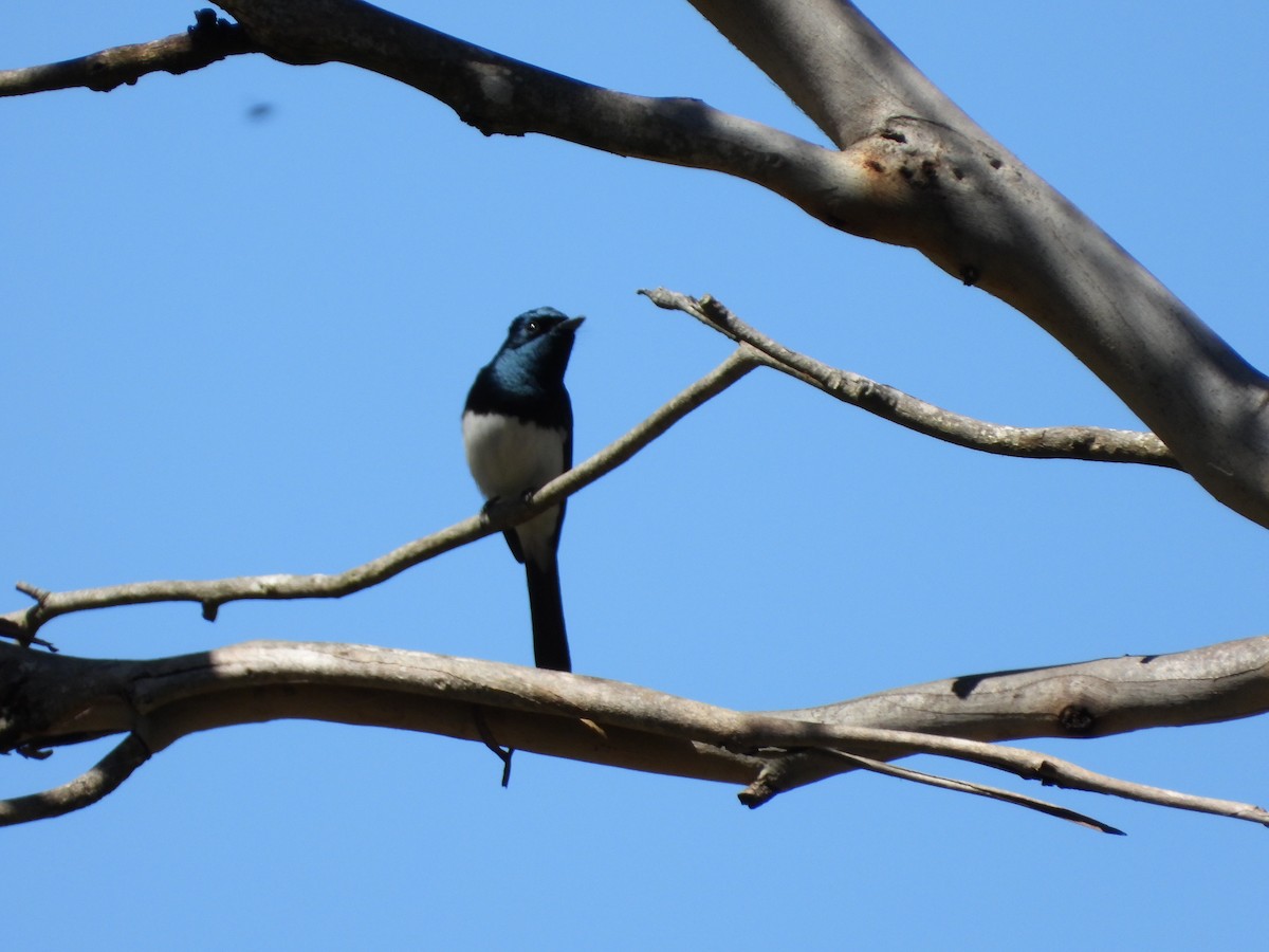 Satin Flycatcher - ML646548388