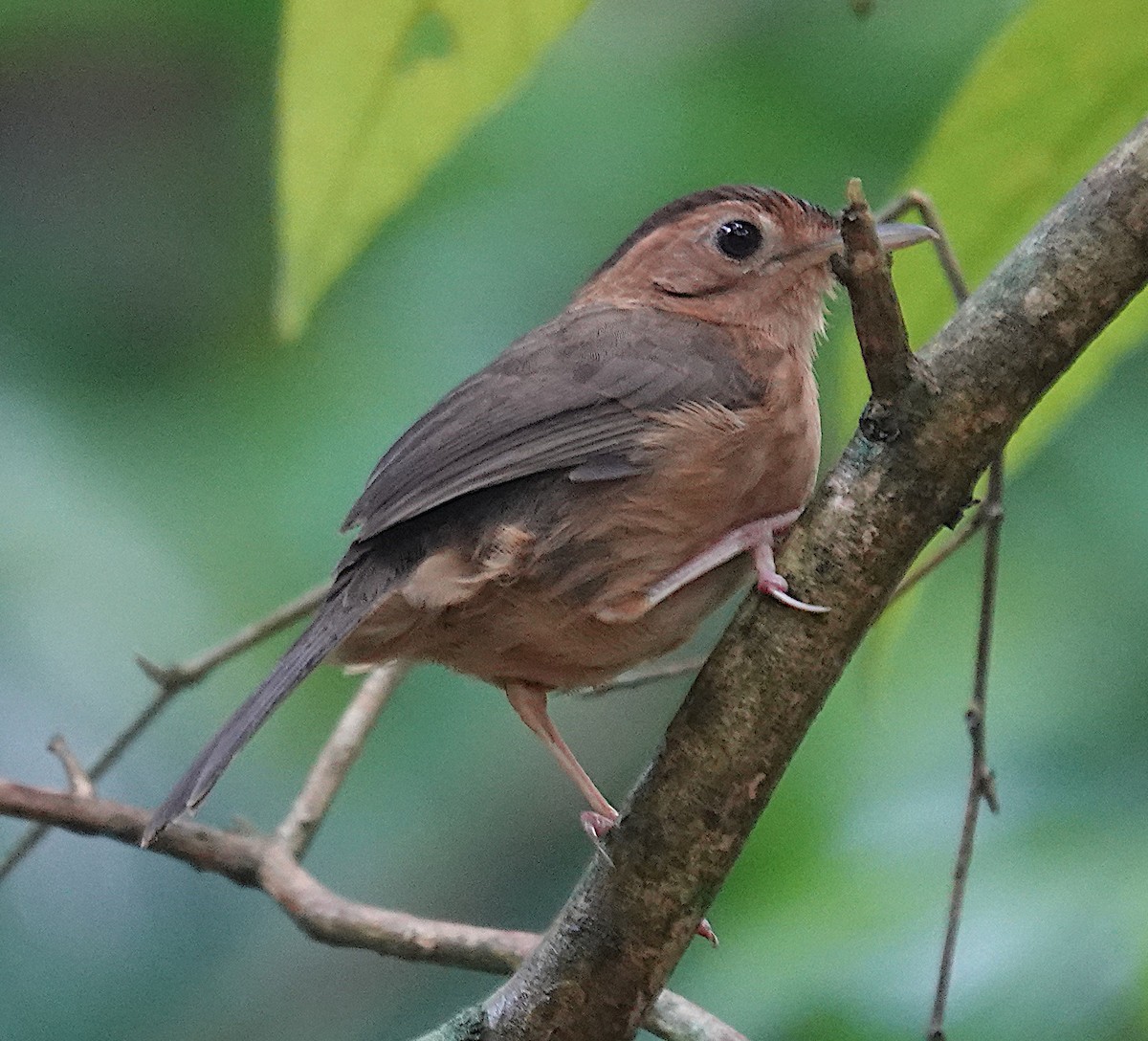 Brown-capped Babbler - ML646548389