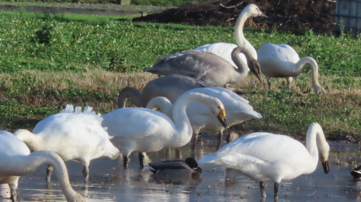 Whooper Swan - ML646548390