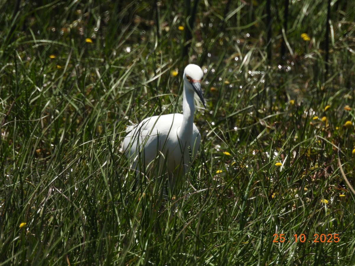 Snowy Egret - ML646548391