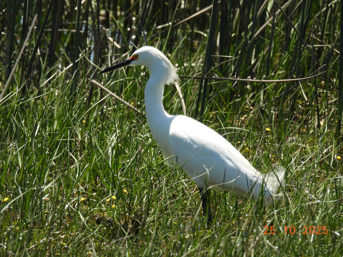 Snowy Egret - ML646548393