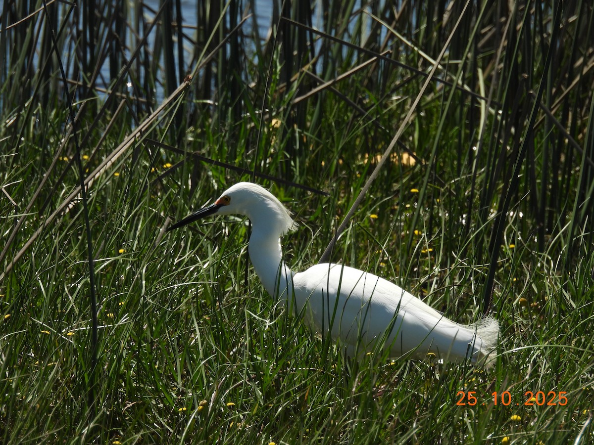 Snowy Egret - ML646548394