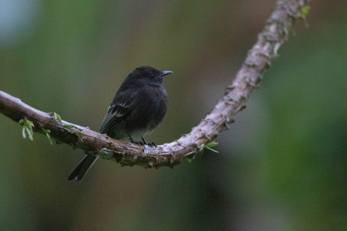 Black Phoebe (White-winged) - ML646548395